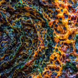AI reimaining of Pyrostegia venusta