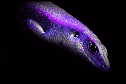 Item #47732193930555347213155577430992323630084297053415806257591000586442678206465 Media