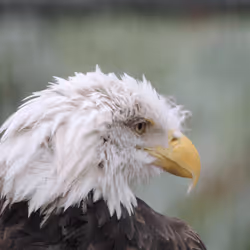 Eagle Profile 1 Test