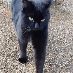 Cat Black