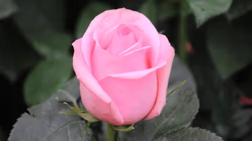 Item #68327891815088974381680309106564733444446266155657330601700582156776366931969 Media