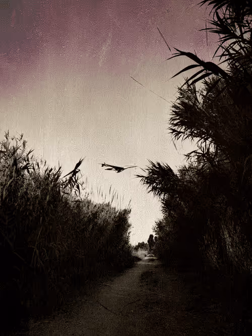 Item #36816001644917254617906175698674191035781868216999975889902342289285170855937 Media