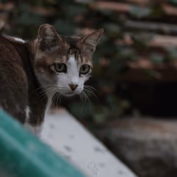 Cat in Tai O (01/14/2022)