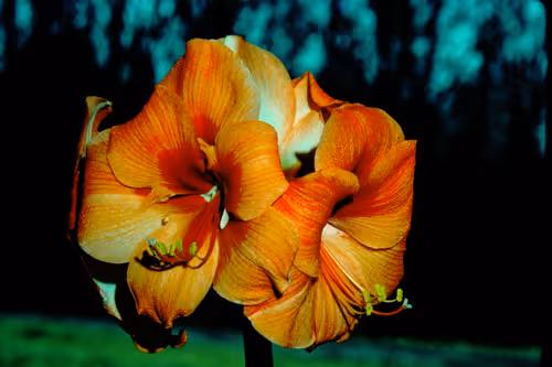 Item #113047771030127017240919341709485116586684509374101894410877815023893577990145 Media