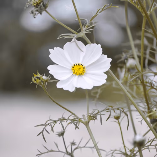 Item #84009224688457436911077818242985162617127929827345760770995272770776276664321 Media