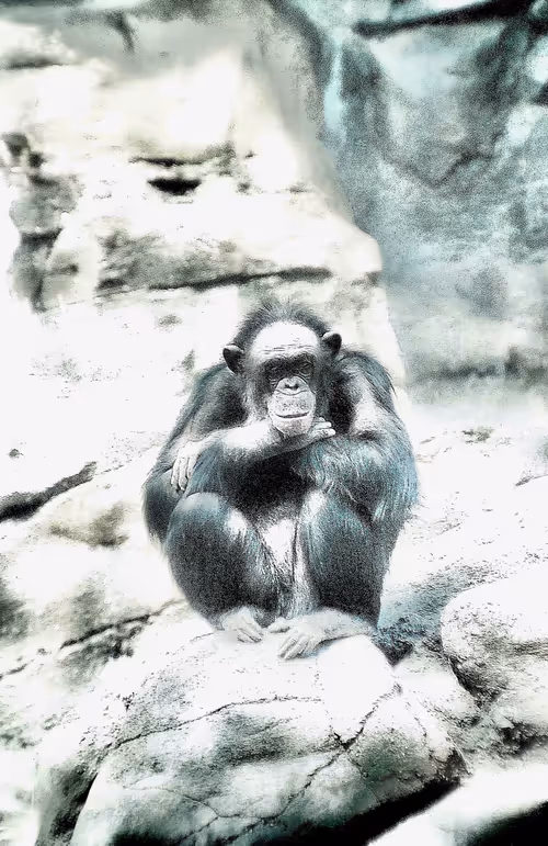 Item #105394010161551018097936078642910549059002323015222353178191529731428131536897 Media