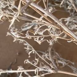 Bio frost