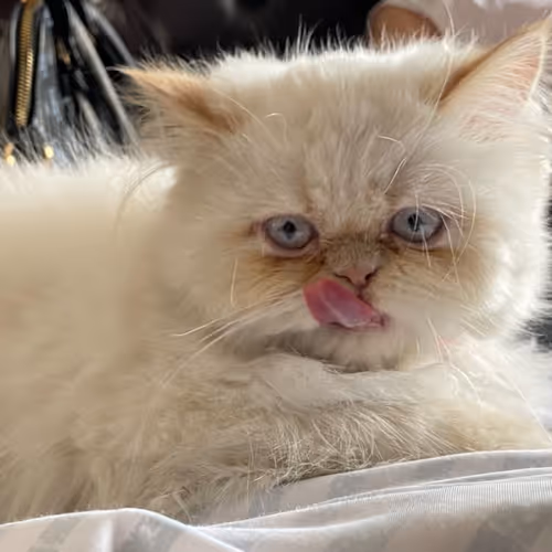 gato blanco