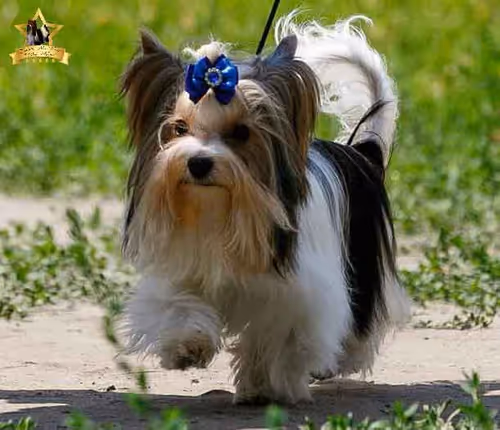 Item #38667131167011634385541907782208186835961873608250228940362662763927777050625 Media