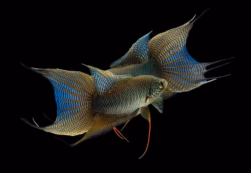 Item #81032937518726781130427896739408939347327063862450356405897967523829943107585 Media