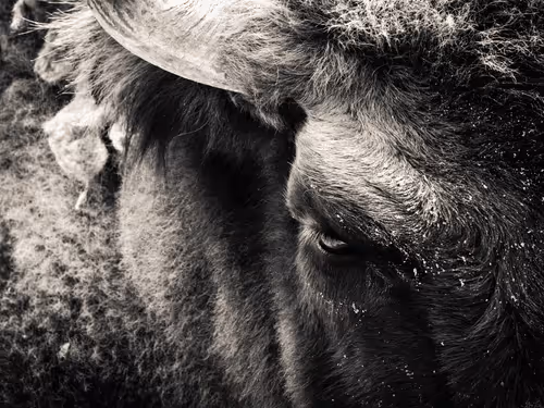 Item #103357970295316058088148646067446465384042318865679672817630305973772346195969 Media