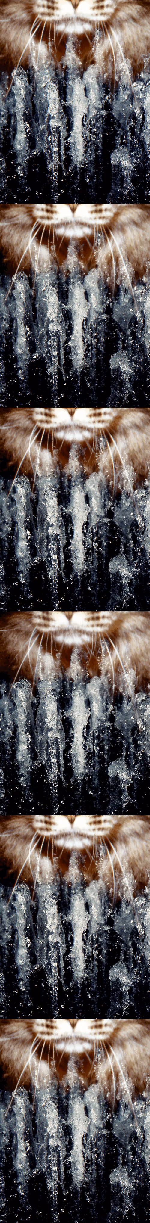 Item #46677297122039031221449977847173365421667821442589389250428357141703969210369 Media