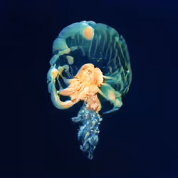 93923887731966639760197662534300547726212510779526051617655967327208773517313