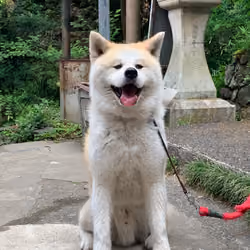 Akita Inu