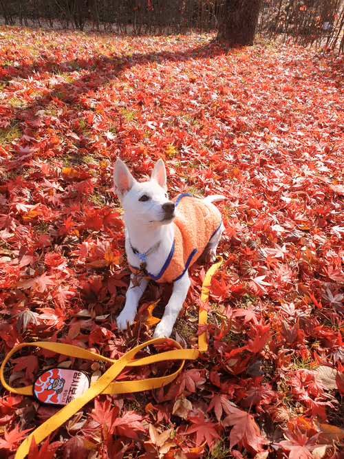 Item #8036610274517614856282005705215780499318604713549687172679363469787646656515 Media