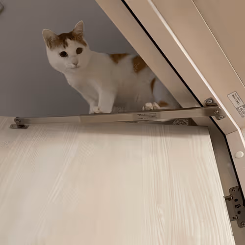 Item #57432309319676179700798702069366385585354272226932054472084542020000218611713 Media