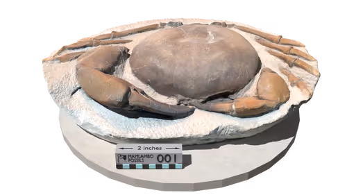 Item #28996105695402535687313583966058185802753340320092619723883455518743405264897 Media
