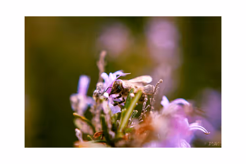 Item #18358232920563573318468324077736221915405855145516340459560090038981300856592 Media