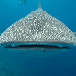 Shark Bait