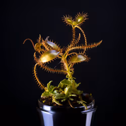 82472695931817344536715629379718870317806759048347528866041738575781361090561