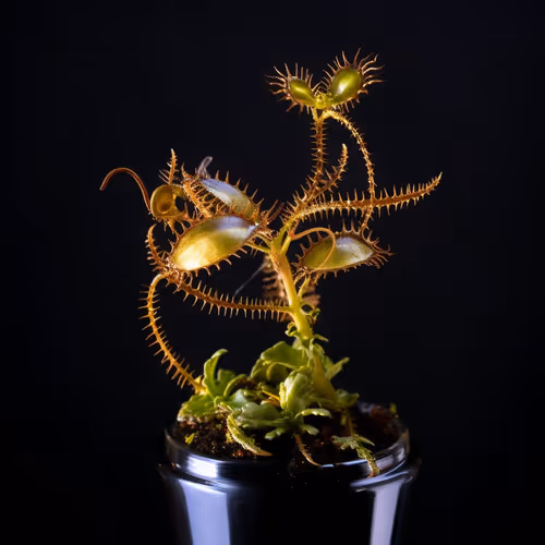 Item #82472695931817344536715629379718870317806759048347528866041738575781361090561 Media