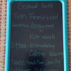 Critical Kush cup winners