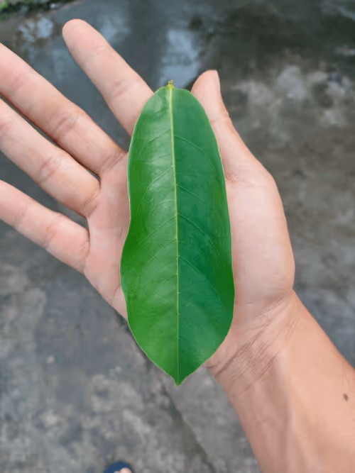 Item #31081804352330578596568685091517160537930858517835942894700270005405895098369 Media