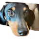74388183107571848256633446996010033662379072698002169646249461043259271806977