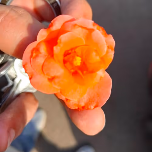 Untitled Collection #547120024