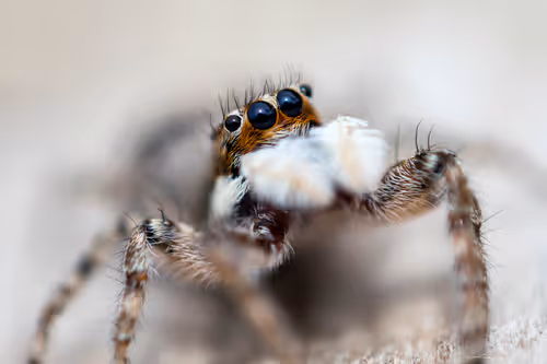 Item #71581581597643149467168648258107612895954652737946138187853336683333631868929 Media