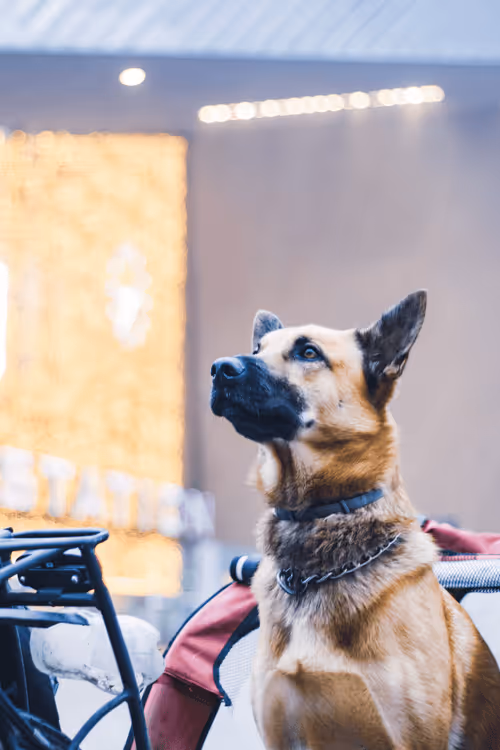 Item #63941686978381941053943929737968123784537789017631438611022902537056201736193 Media