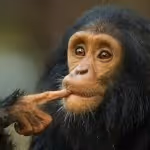 Item #45594647201663347778086533366212020564774309010196825968467676419612976611329 Media