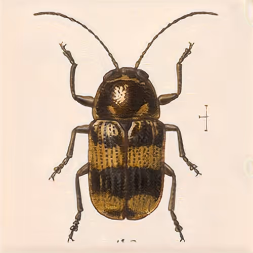 Item #58241160855422744817468407088196322100109565521561100950236904350718994939905 Media