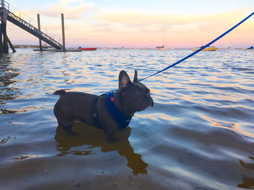 Item #99031261785432219130552668818269695456905868997165113515571762421505812594689 Media