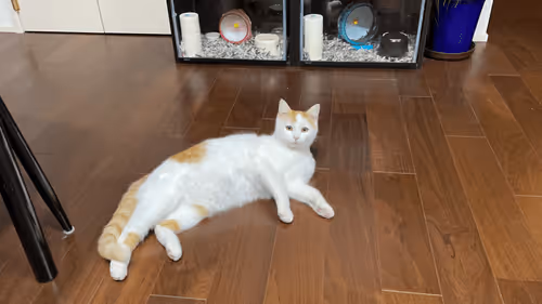 Item #57432309319676179700798702069366385585354272226932054472084541774809125617665 Media