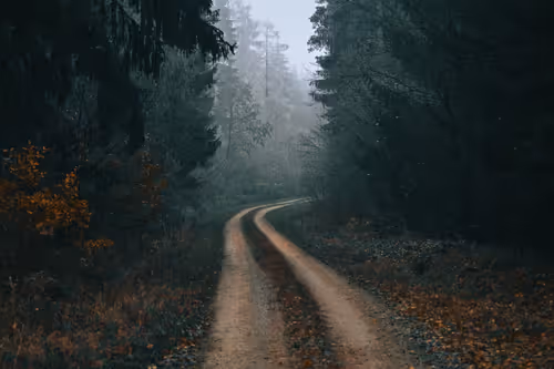 Fairytale Forest