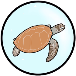 ウミガメ ～Sea Turtle～