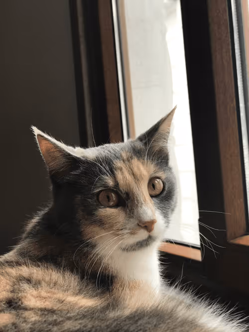 Item #14464008018806657032791712950443942838923644749825459179522451955102605377537 Media