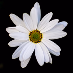 Daisy Flower White