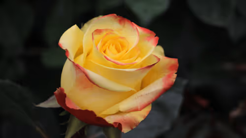 Item #68327891815088974381680309106564733444446266155657330601700582141383204143105 Media