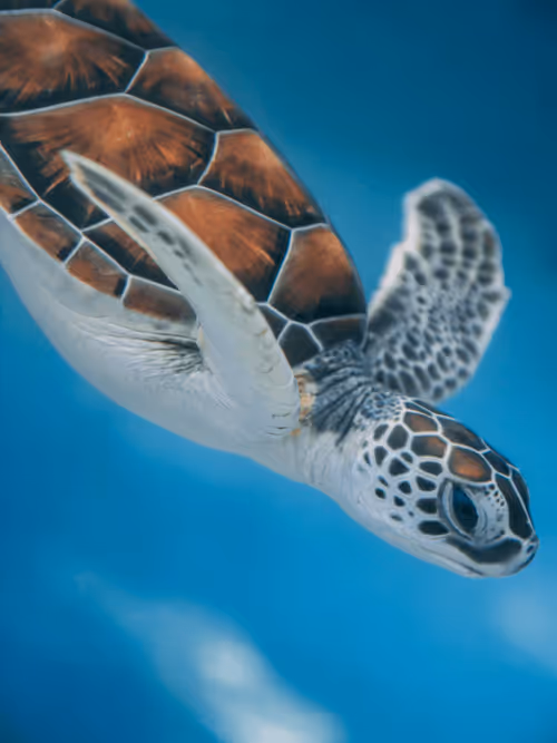 Item #34379386761280082433452716296174707800020114670384009610652004417249495482373 Media