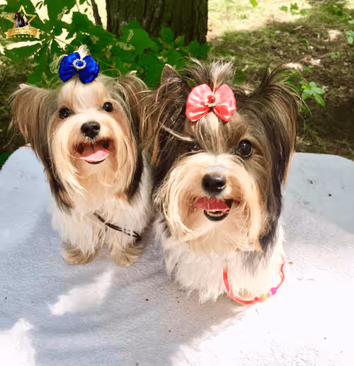 Item #38667131167011634385541907782208186835961873608250228940362662761728753795073 Media