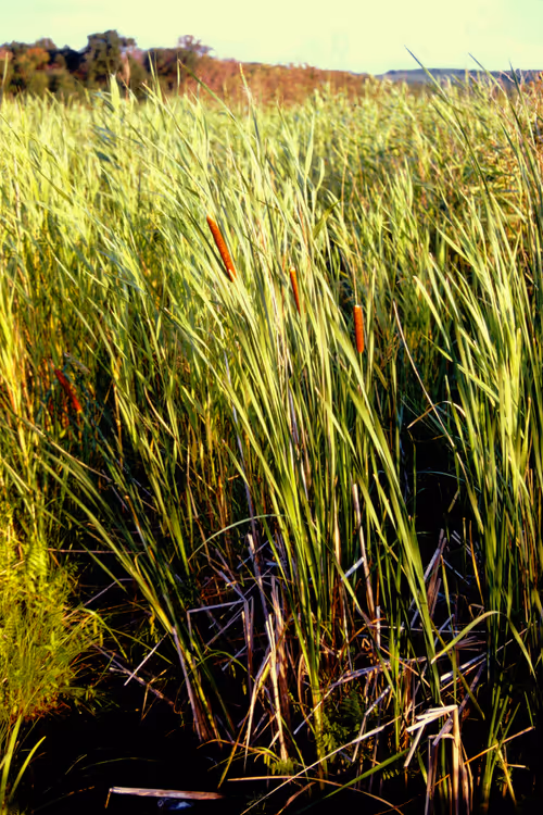 Item #113047771030127017240919341709485116586684509374101894410877815031590159384577 Media