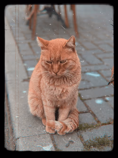 Item #102650025238985064889532626323507420633017859616961165632132730080447059460097 Media