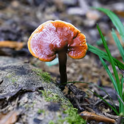 The King of Mushrooms