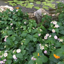 little flower