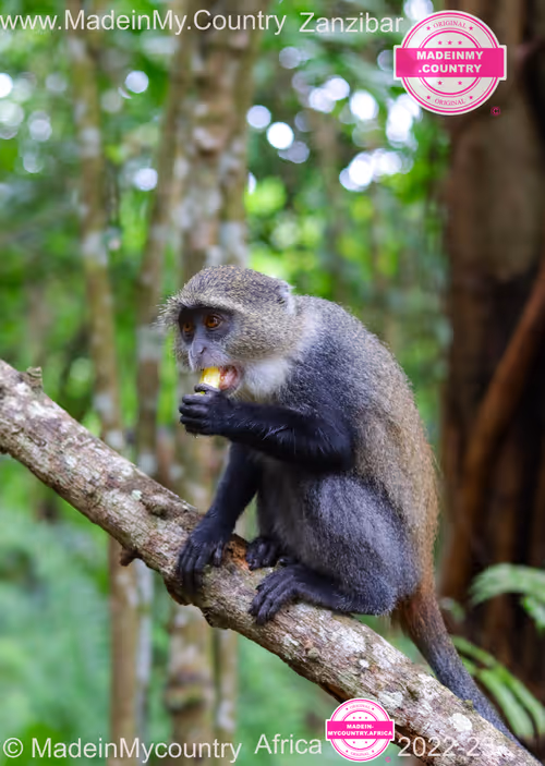 Item #21218919643484846679386017214105436286474954155539936946797714245731198435378 Media