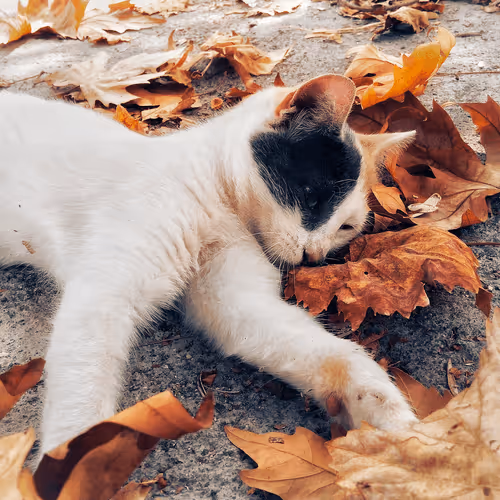 Item #35873152374161071277145740786712931084069607391984224962068592426634287513601 Media