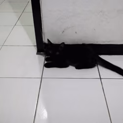 Item #00002 - camouflaging