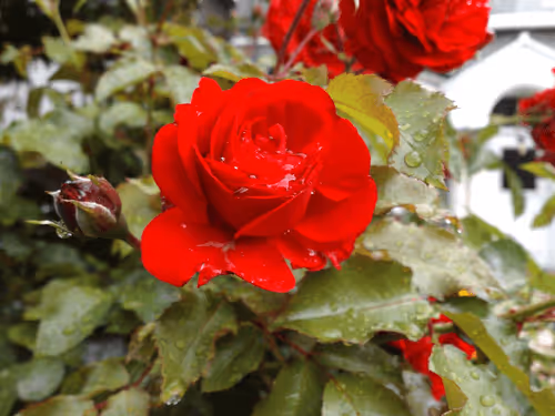 Item #82712815971244092813465389762182899895907359824221698107808348023546615693313 Media